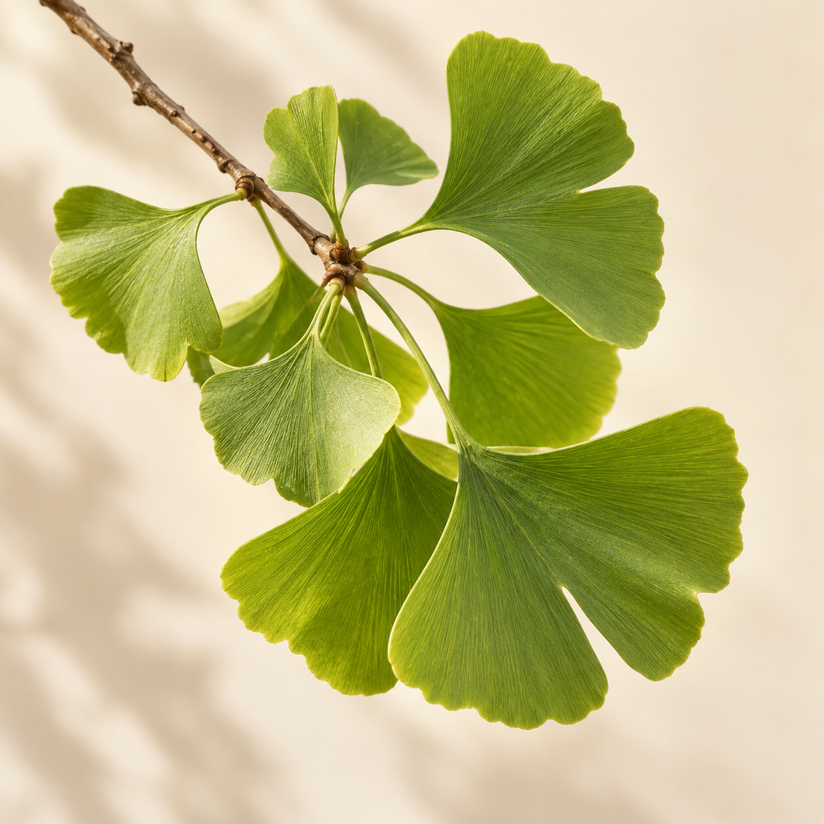 Botanická složka: ginkgo